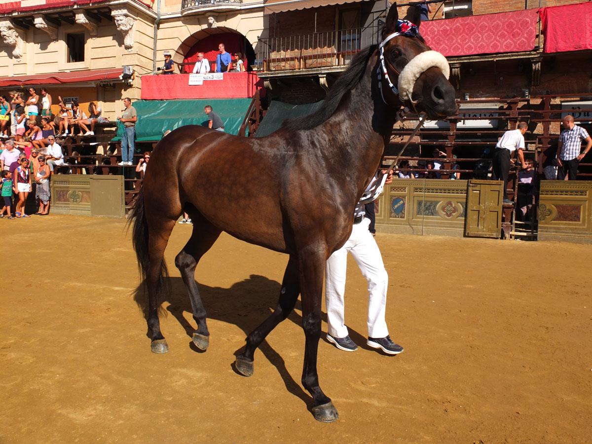 007-2013-15AGOSTO2012-Fierezza di un cavallo del Palio di Siena-LIONELLO AMIC